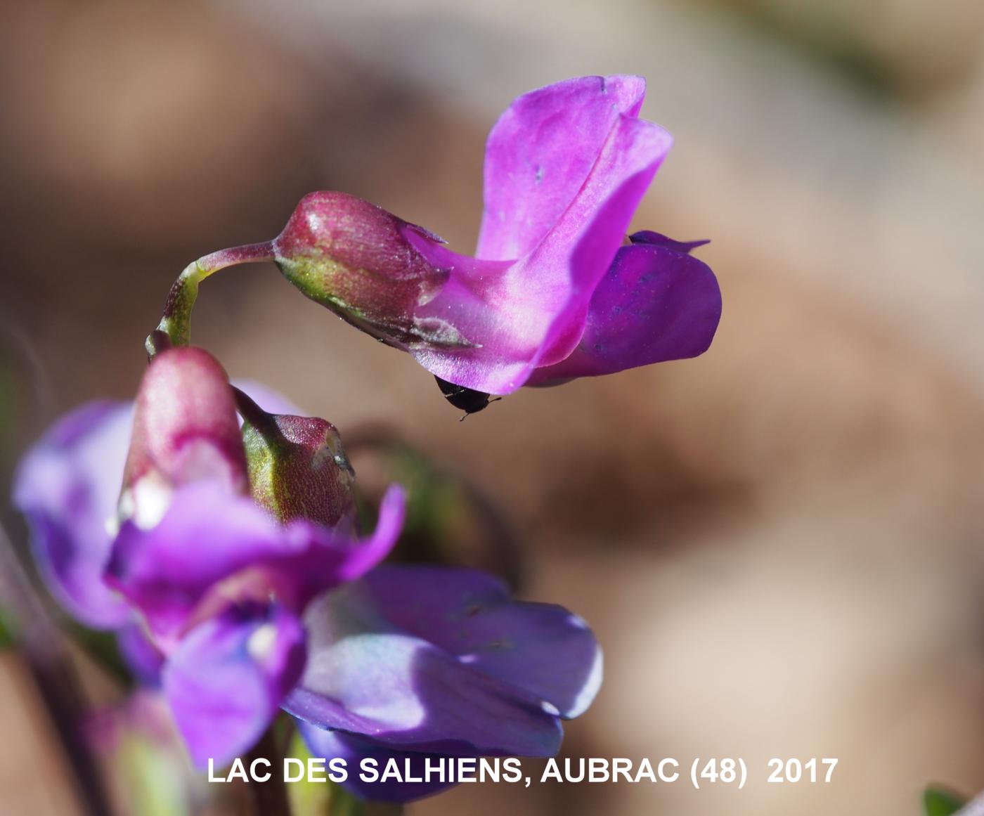 Pea, Spring flower